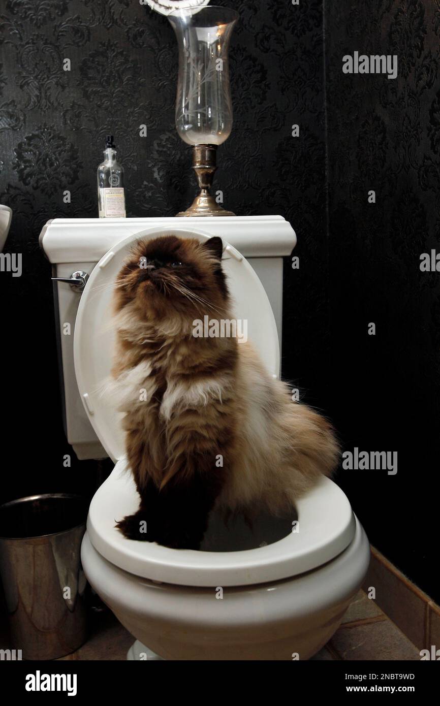 This Monday, May 16, 2011 photo shows 4-year-old Seal Point Himalayan cat  Charlie as he sits on a toilet at the home of animal trainer Dawn Barkan in  Green Township, N.J. Barkan
