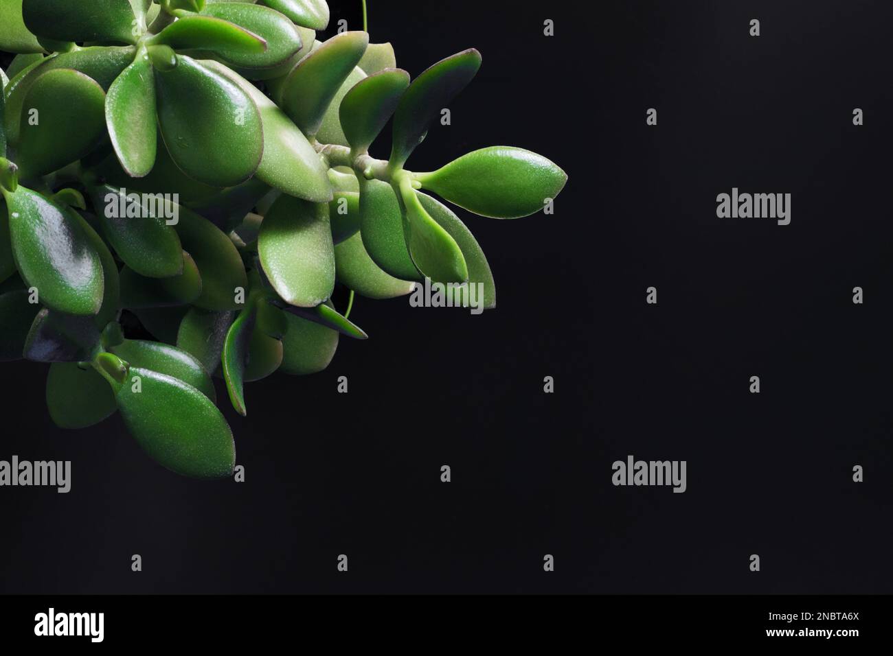 Crassula,friendship tree, jade plant, lucky plant,green leaves of the money tree close-up on a black background, a place for text, a plant on a black Stock Photo