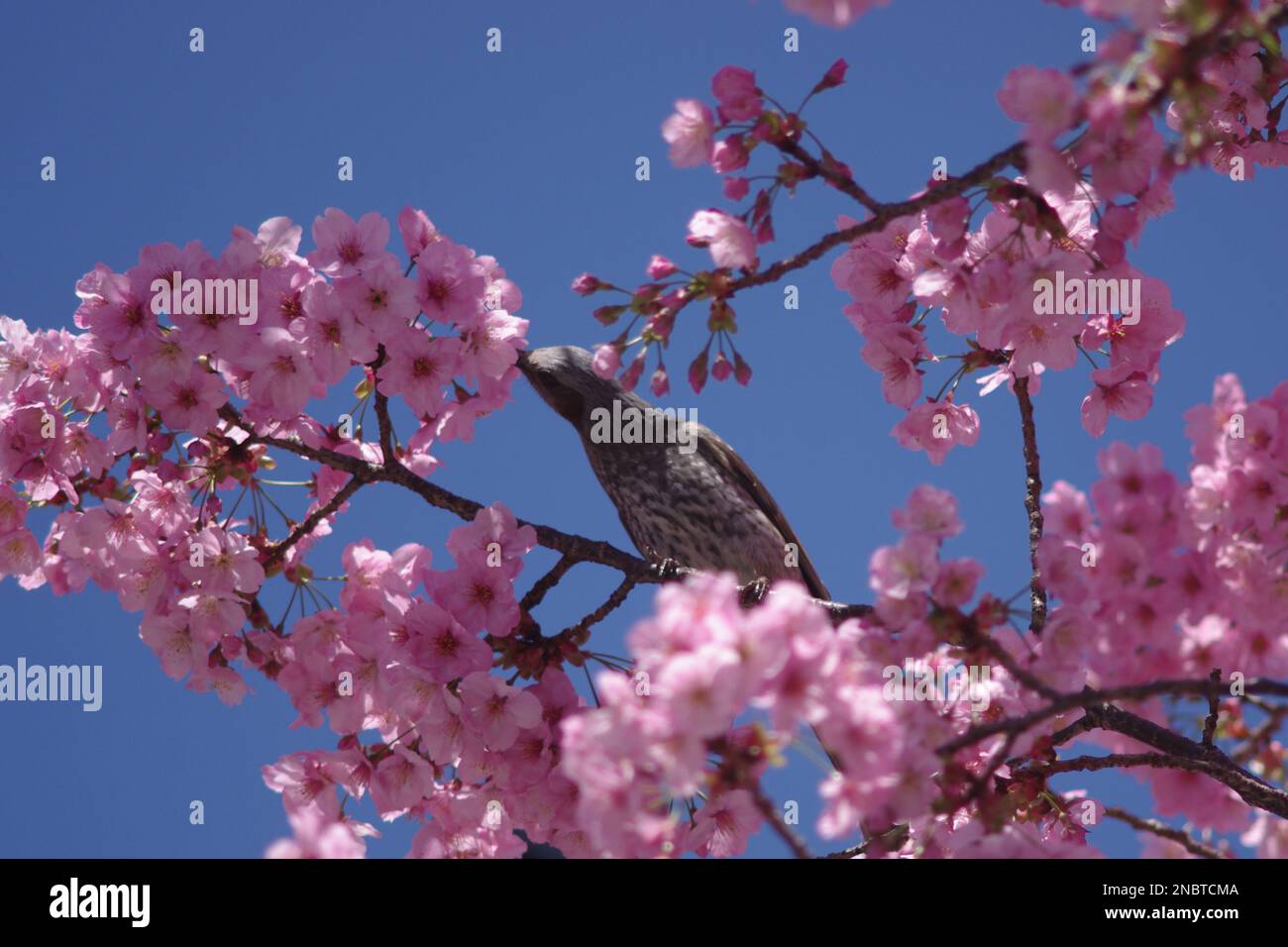 Bird and cherry blossoms Stock Photo