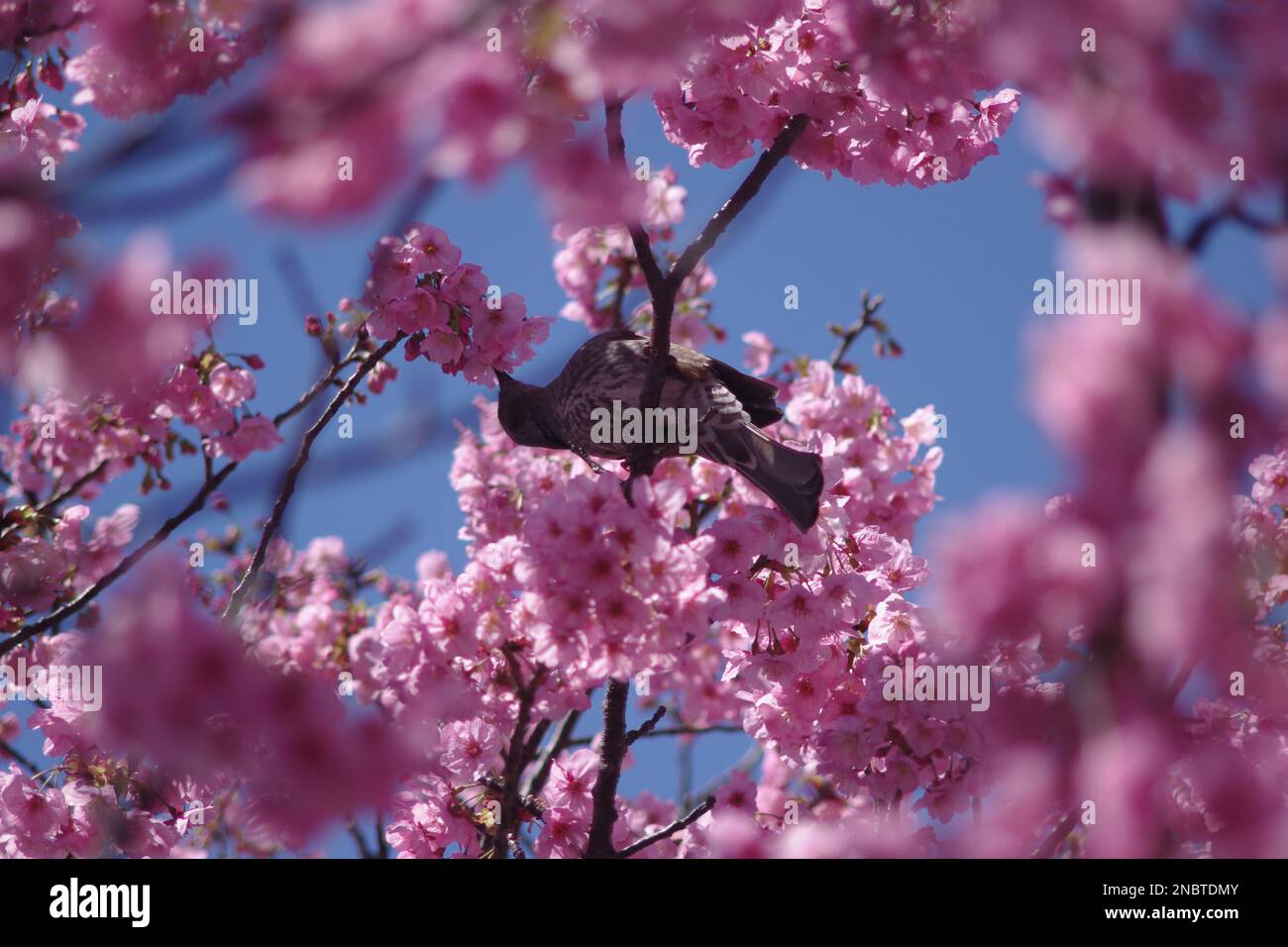 Bird and cherry blossom Stock Photo