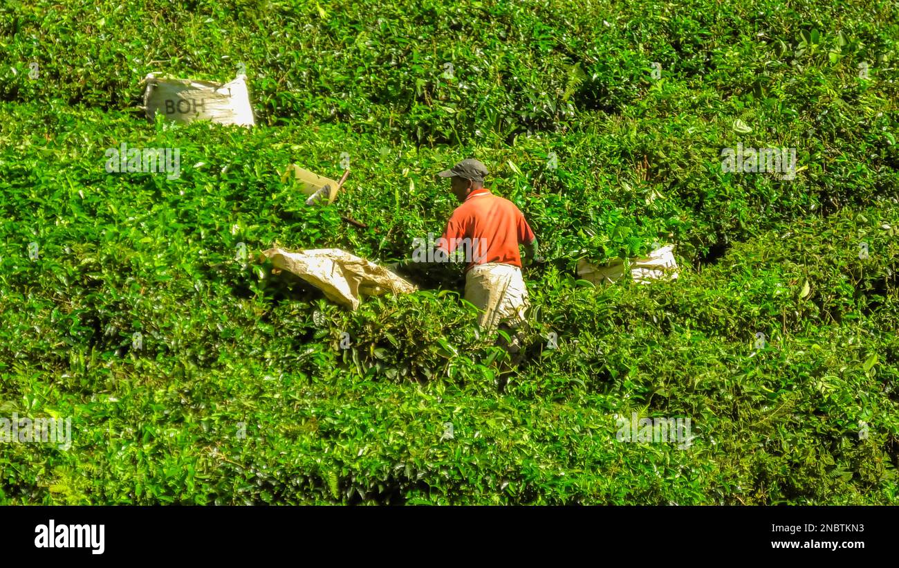 Boh tea plantation shop hi-res stock photography and images - Alamy