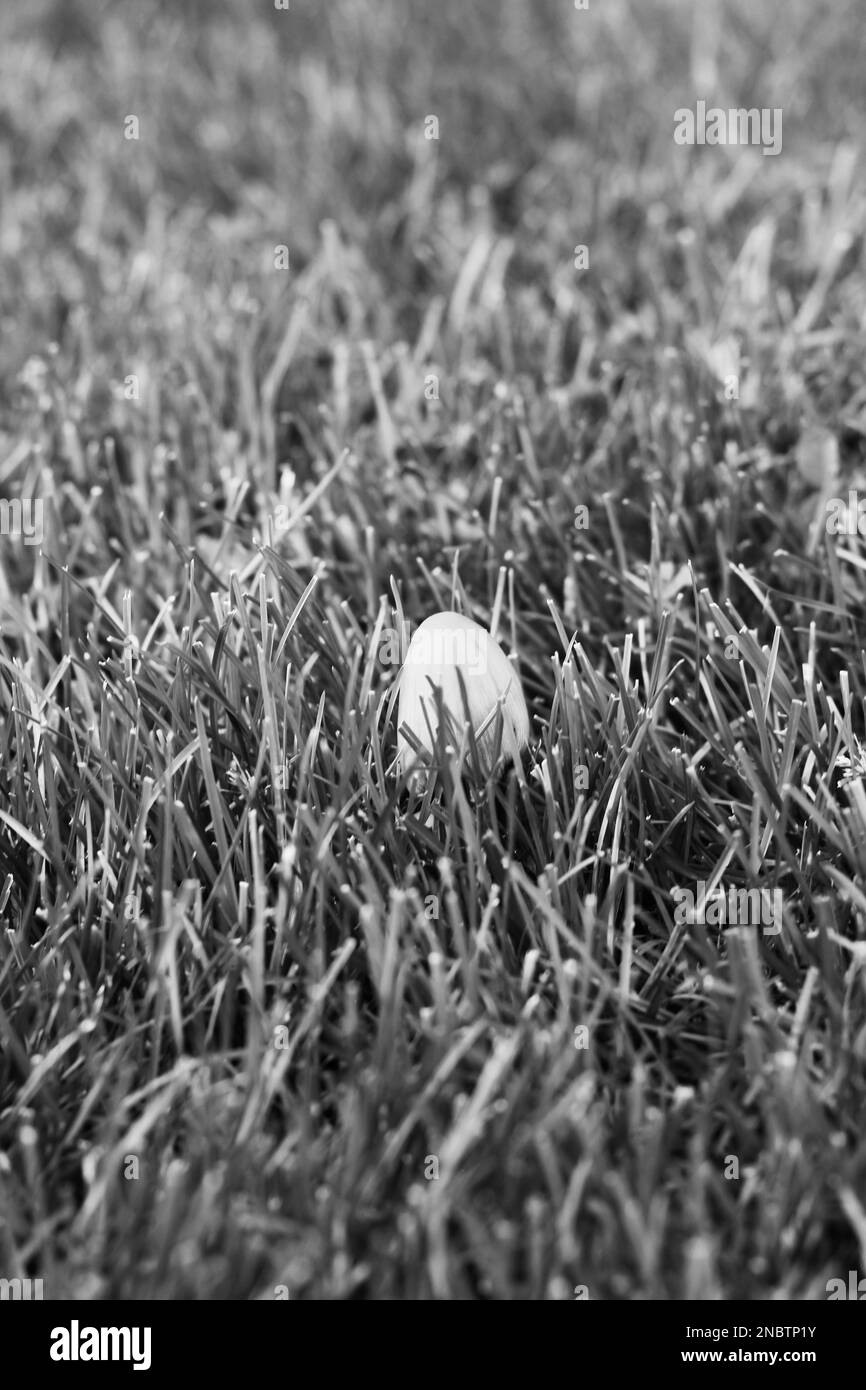 Wild mushrooms growing in the morning yard in a black and white