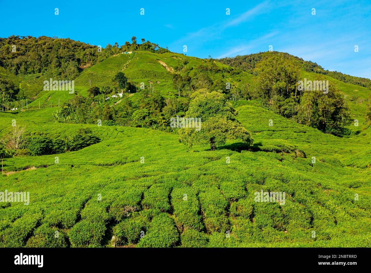 Aerial view of Cameron Highlands in Malaysia boasts massive tea