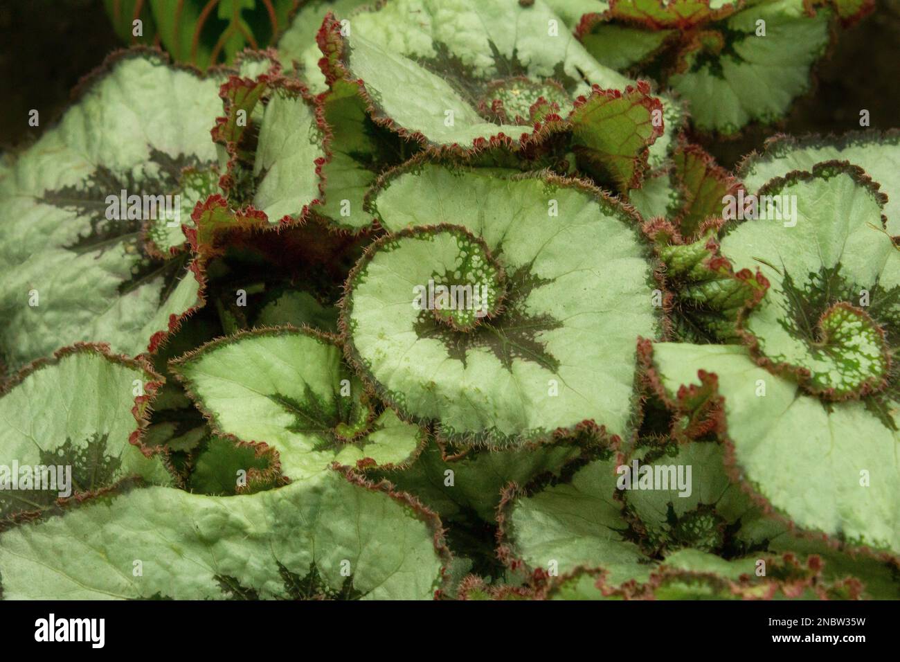 Deciduous green background. Begonia home flower. Plant leaf close-up. Botanical pattern. Nature. Begonia masoniana, also known as the iron cross begonia. Spiral begonias at garden and home Stock Photo