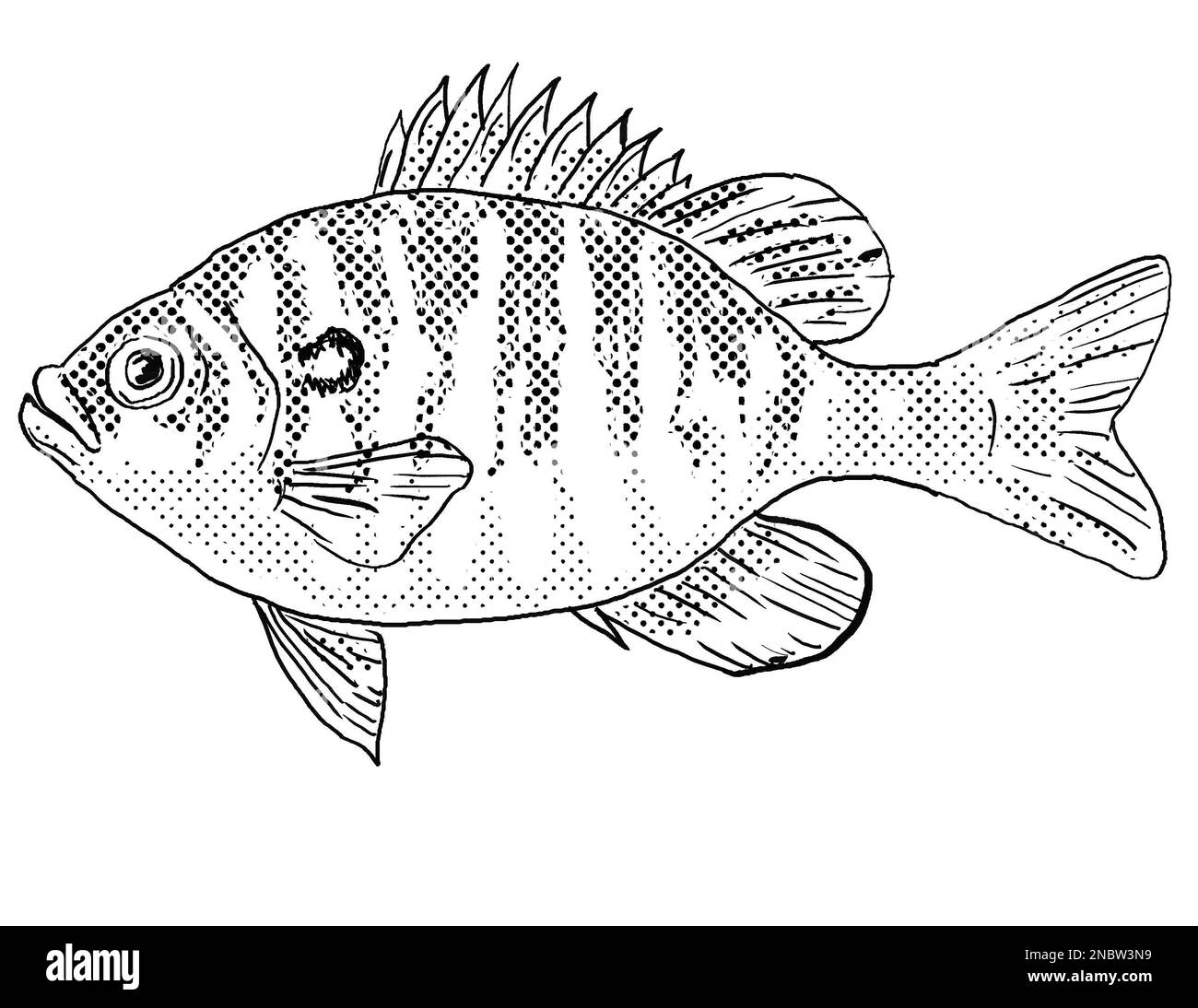 Dollar sunfish Black and White Stock Photos & Images - Alamy