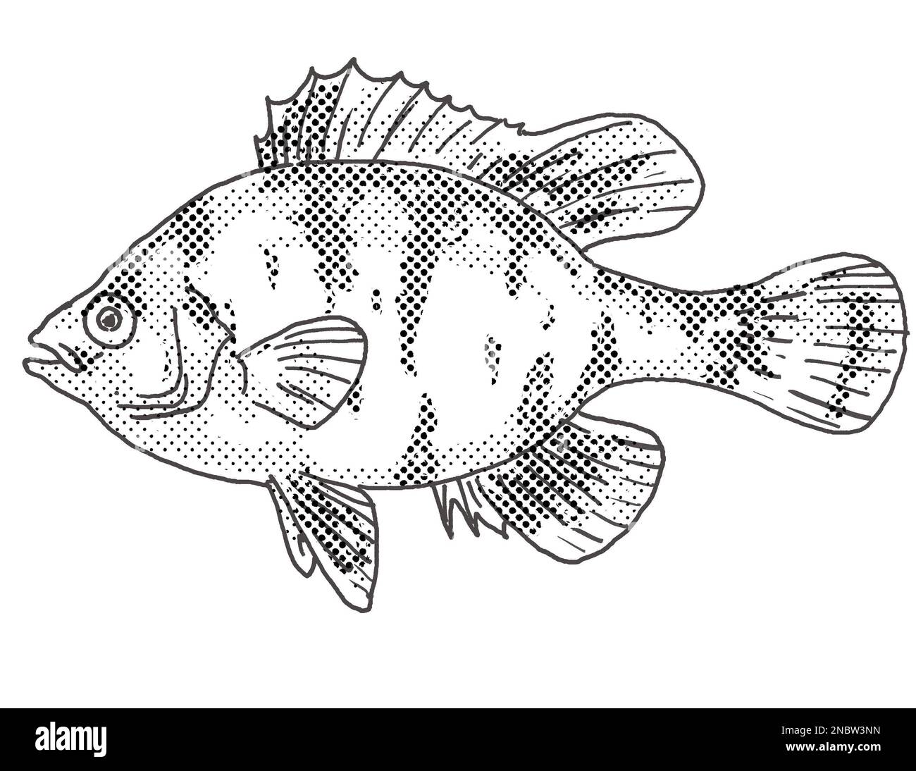 Cartoon style drawing of a blackbanded sunfish or Enneacanthus