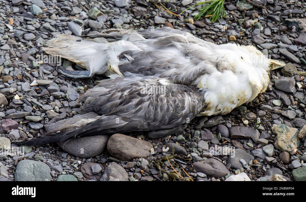 Dead seabird on beach Stock Photo
