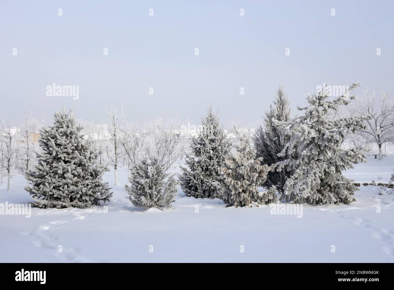 Evergreen trees in the garden covered by snow blanket, the still beauty of winter season. Stock Photo