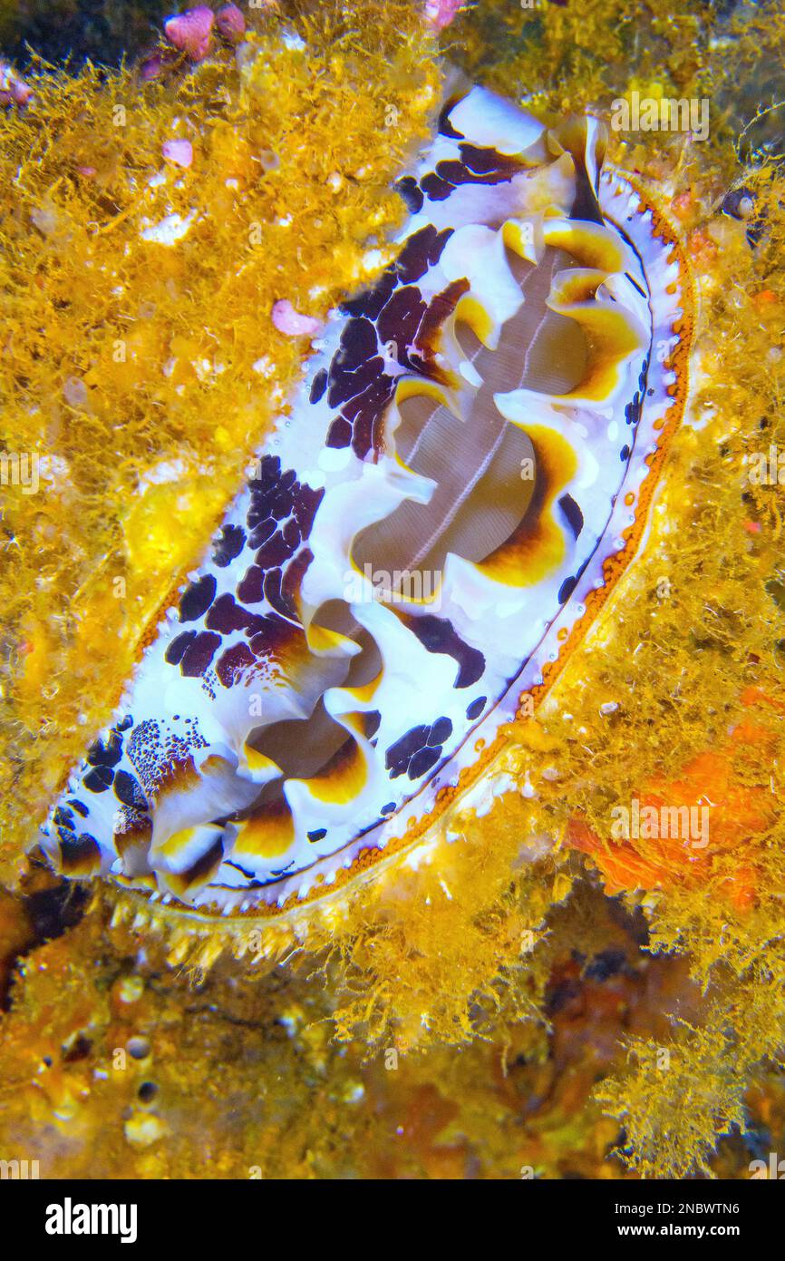 Variable Thorny Oyster, Spondylus varians, Coral Reef, South Ari Atoll