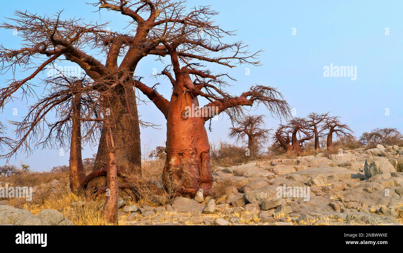 Baobab, Adansonia digitata, Kubu Island, White Sea of Salt, Lekhubu, Makgadikgadi Pans National Park, Botswana, Africa Stock Photo
