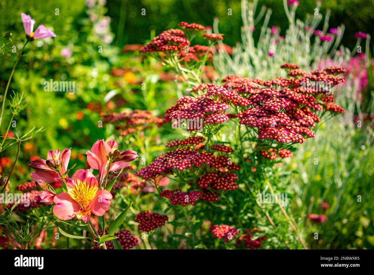 Peggy Davies' garden at Five Oaks in West Sussex, England, UK Stock Photo