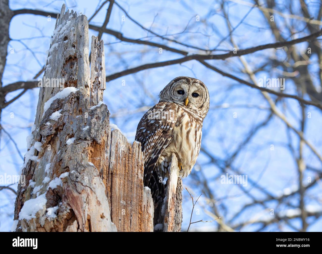 Barred owl (Strix varia) perched on an old tree stump in winter in Canada Stock Photo