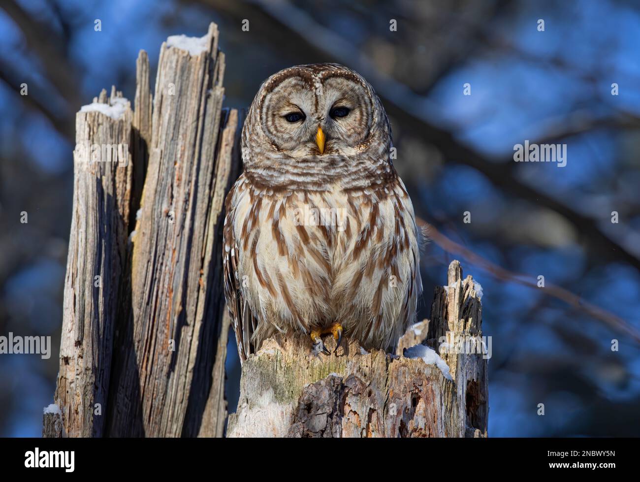 Barred owl (Strix varia) perched on an old tree stump in winter in Canada Stock Photo
