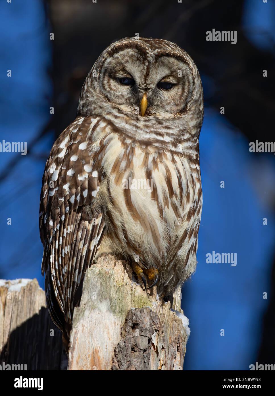 Barred owl (Strix varia) perched on an old tree stump in winter in Canada Stock Photo