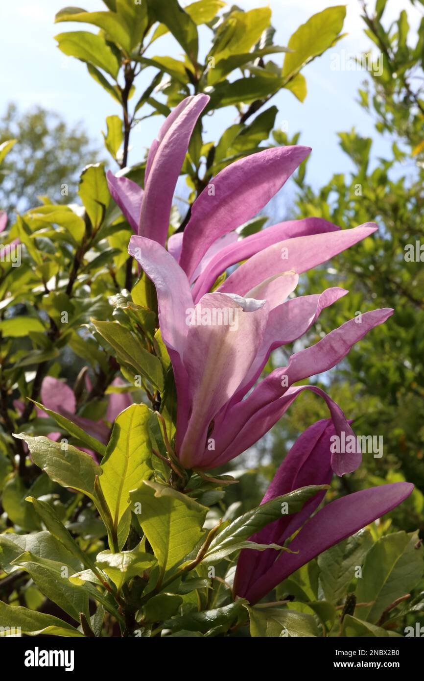 Magnolia, Susan. Stock Photo