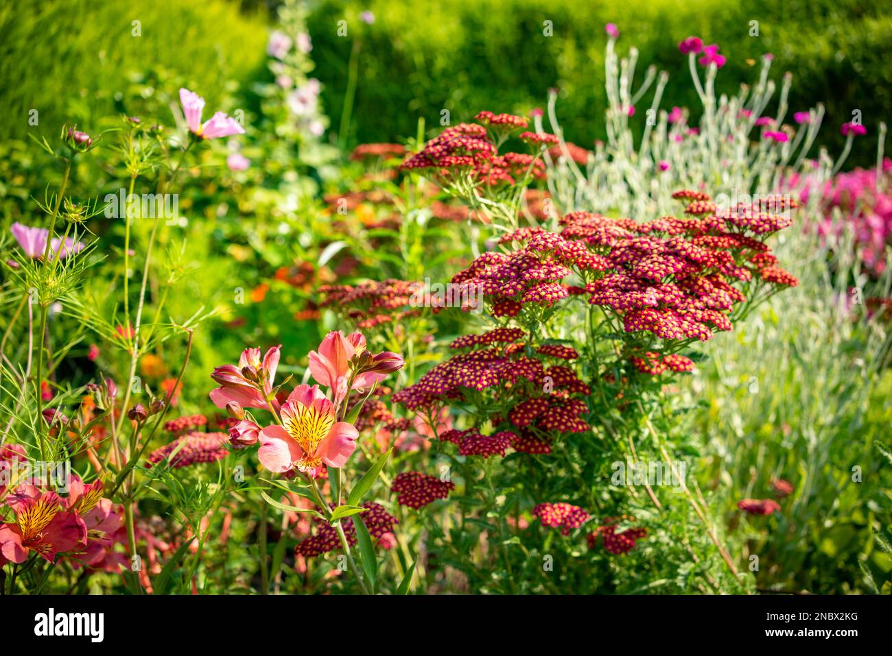 Peggy Davies' garden at Five Oaks in West Sussex, England, UK Stock Photo