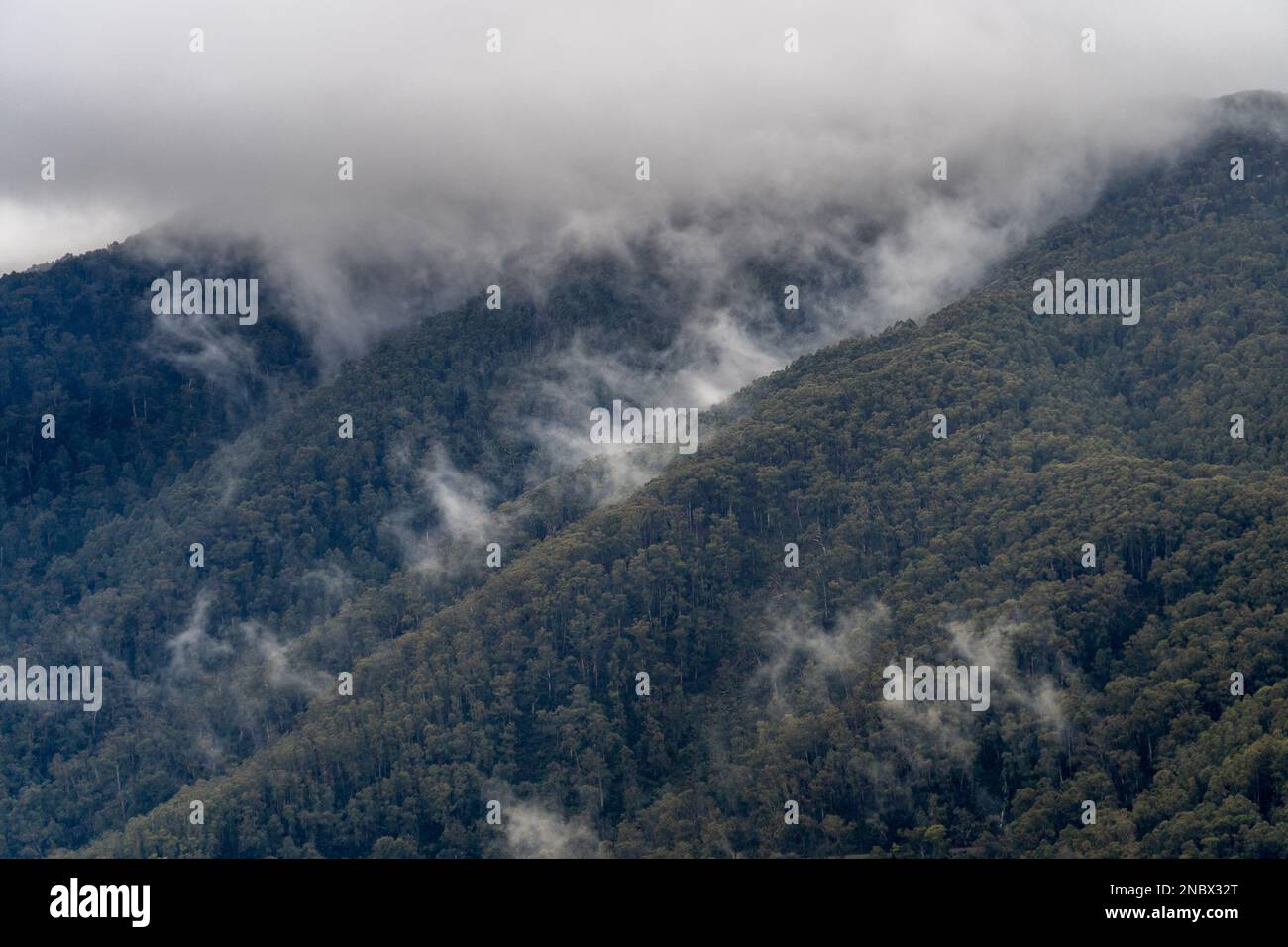 An aerial view of dense green mountain forests on a foggy day Stock ...