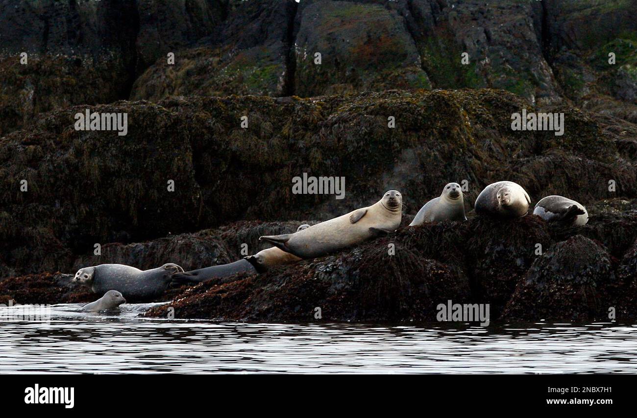 In this photo made Monday, April 25, 2011, harbor seal rest on a ledge