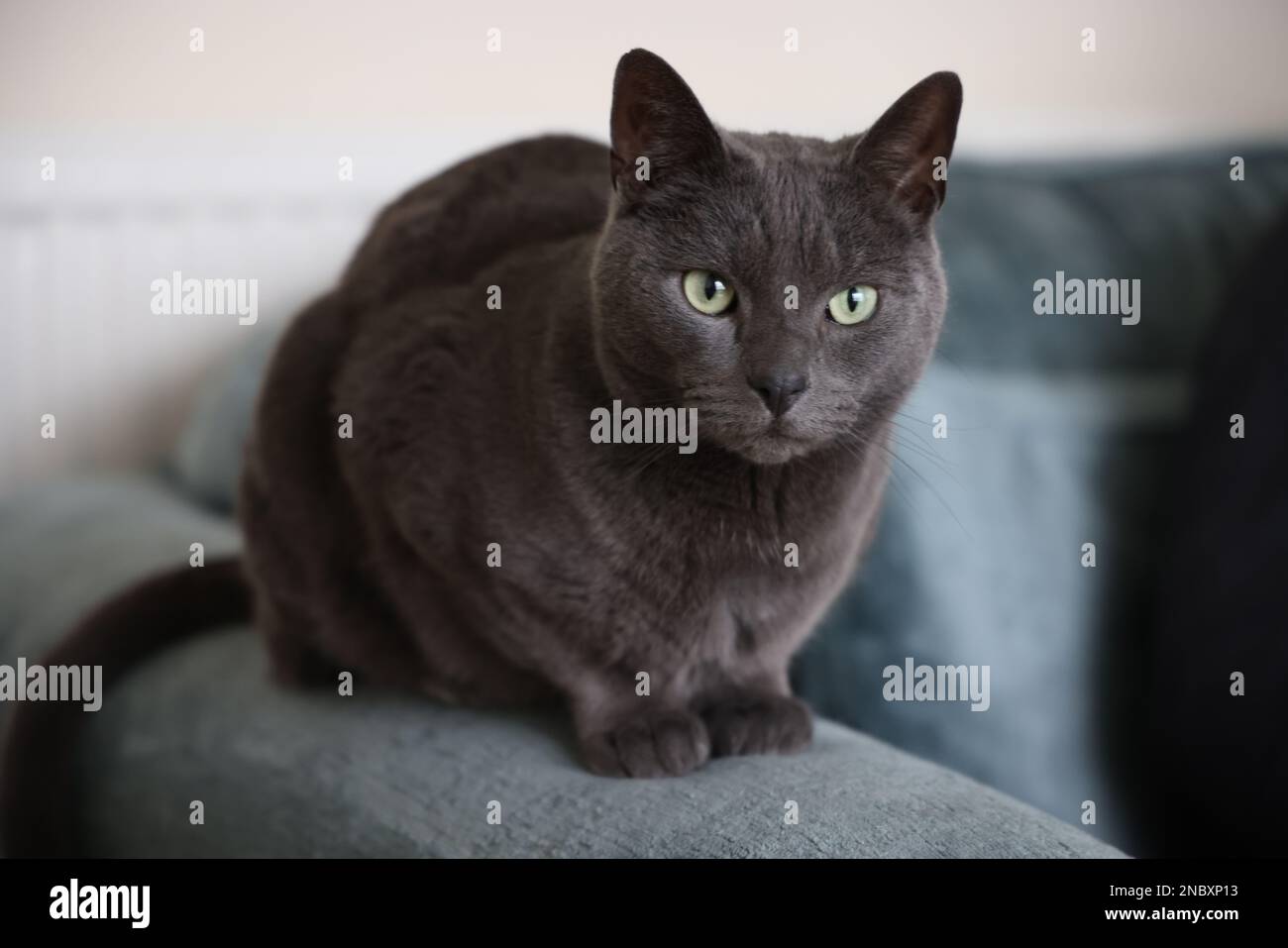 Russian blue crossbreed cat Stock Photo