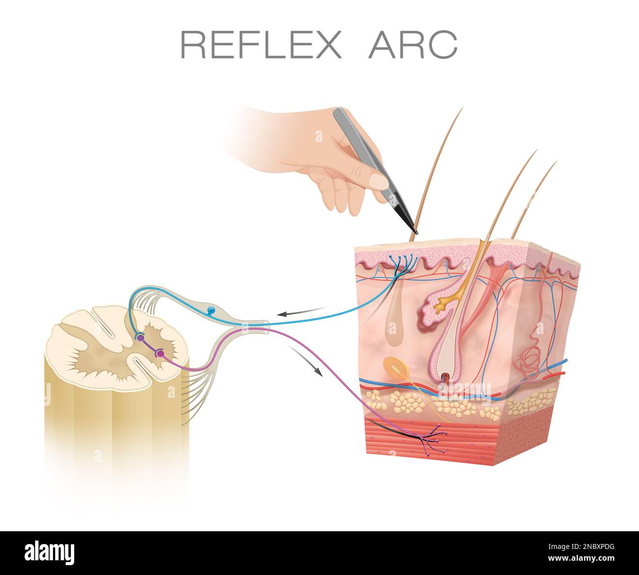 Spinal Reflex Arc Anatomical Scheme Stock Photo