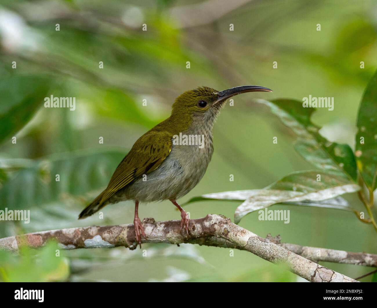 Gray-breasted spiderhunter, Arachnothera modesta, a bird in the forest of Malaysia Stock Photo