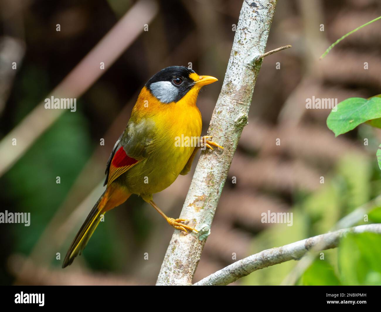 Silver-eared Mesia, Leiothrix argentauris, a stunning bird in the forest of Malaysia Stock Photo