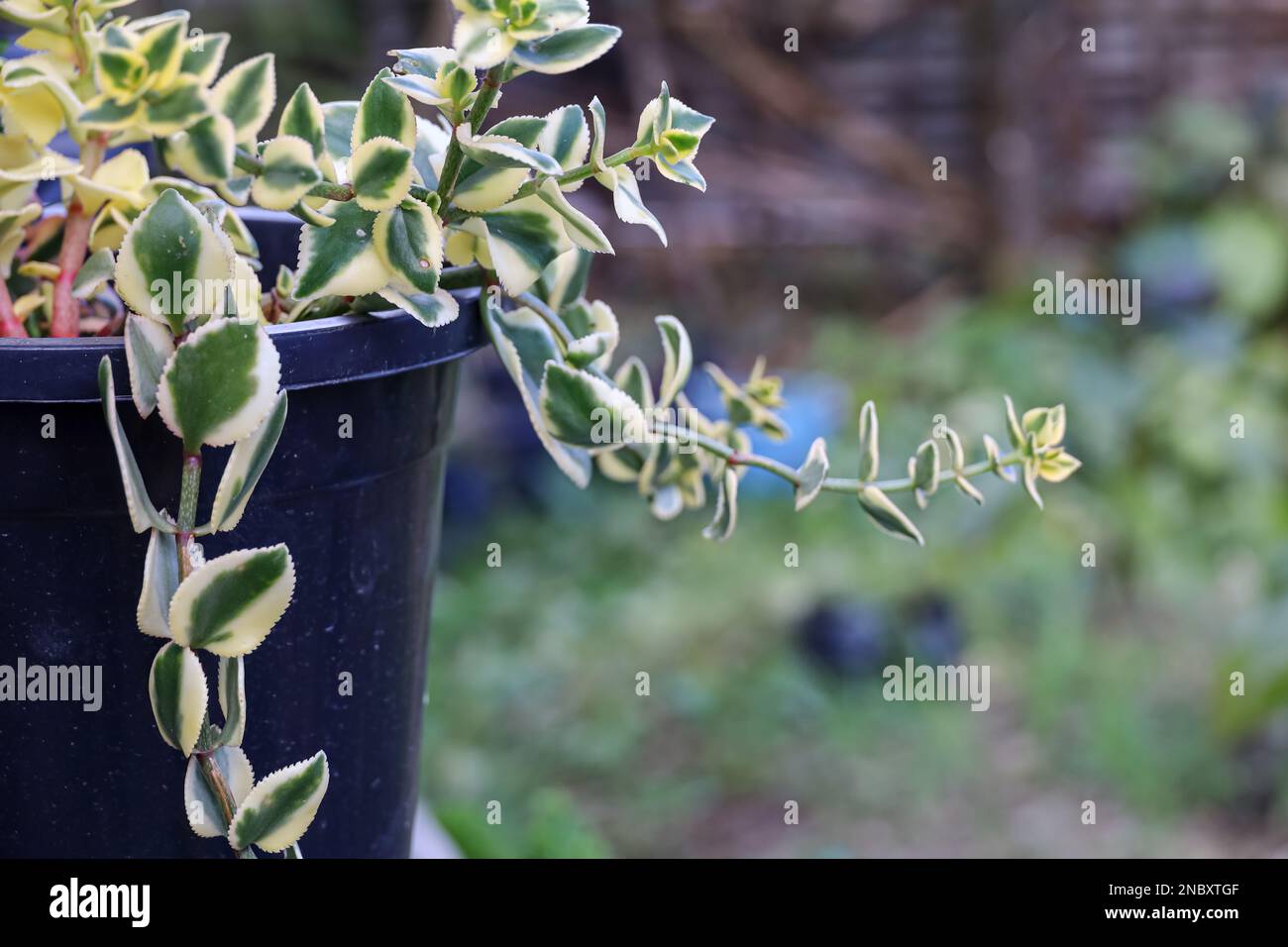 A closeup of a potted succulent plant, Crassula sarmentosa Comet Stock Photo