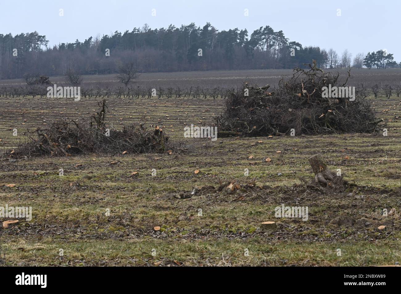 The loss of Czech fruit growers from last year's apple harvest will reach around Kc250m, which is due to the drop in farm prices of apples and the significantly increased costs of growing and, above all, harvest storing. Pictured orchad removal in Vilemov, Czech Republic, February 13, 2023. (CTK Photo/Ludek Perina) Stock Photo