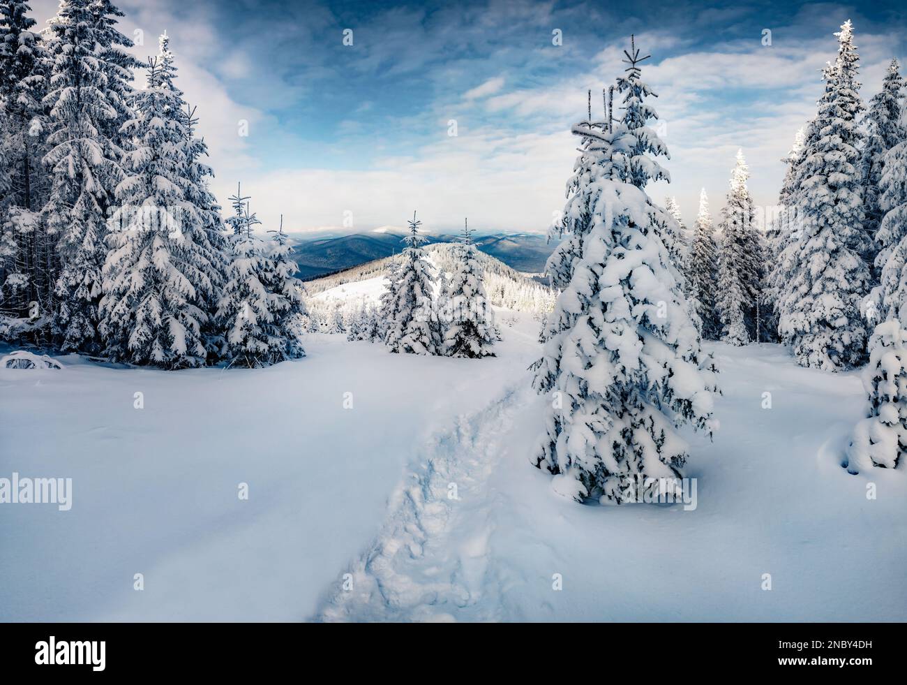 Beautiful winter scenery. Dramatic morning scene of Carpathian mountains. Astonishing outdoor scene of mountain forest. Attractive landscape of fir tr Stock Photo