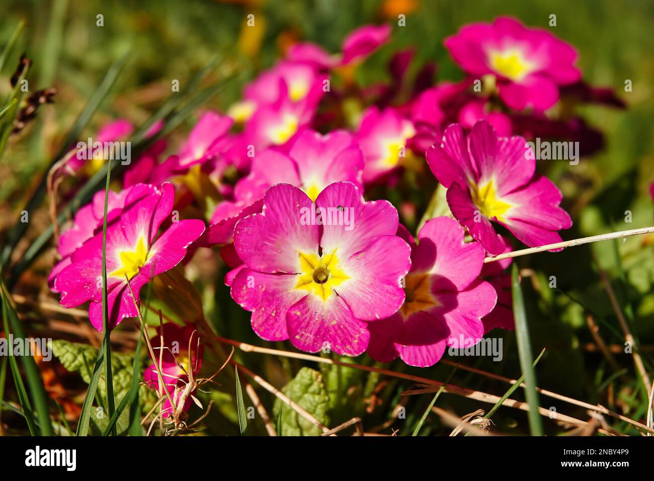 Primrose on a meadow. First signs of spring Stock Photo