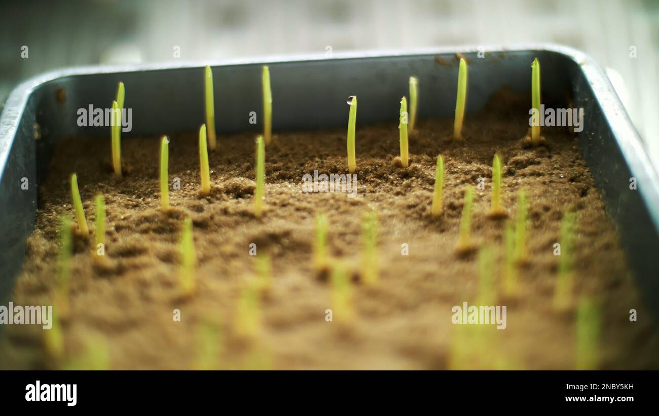 Close-up, Genetically modified young green sprouts in soil, in small boxes in special chamber, in scientific laboratory. germinating seeds of various grains, breeding crops. High quality photo Stock Photo