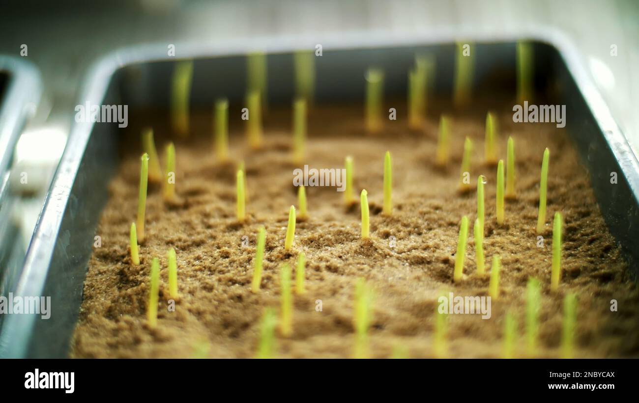 Close-up, young green sprouts in soil, ground. growing sprouts, germinating seeds of various grains, breeding crops, in small boxes, in a special chamber, in the laboratory. High quality photo Stock Photo