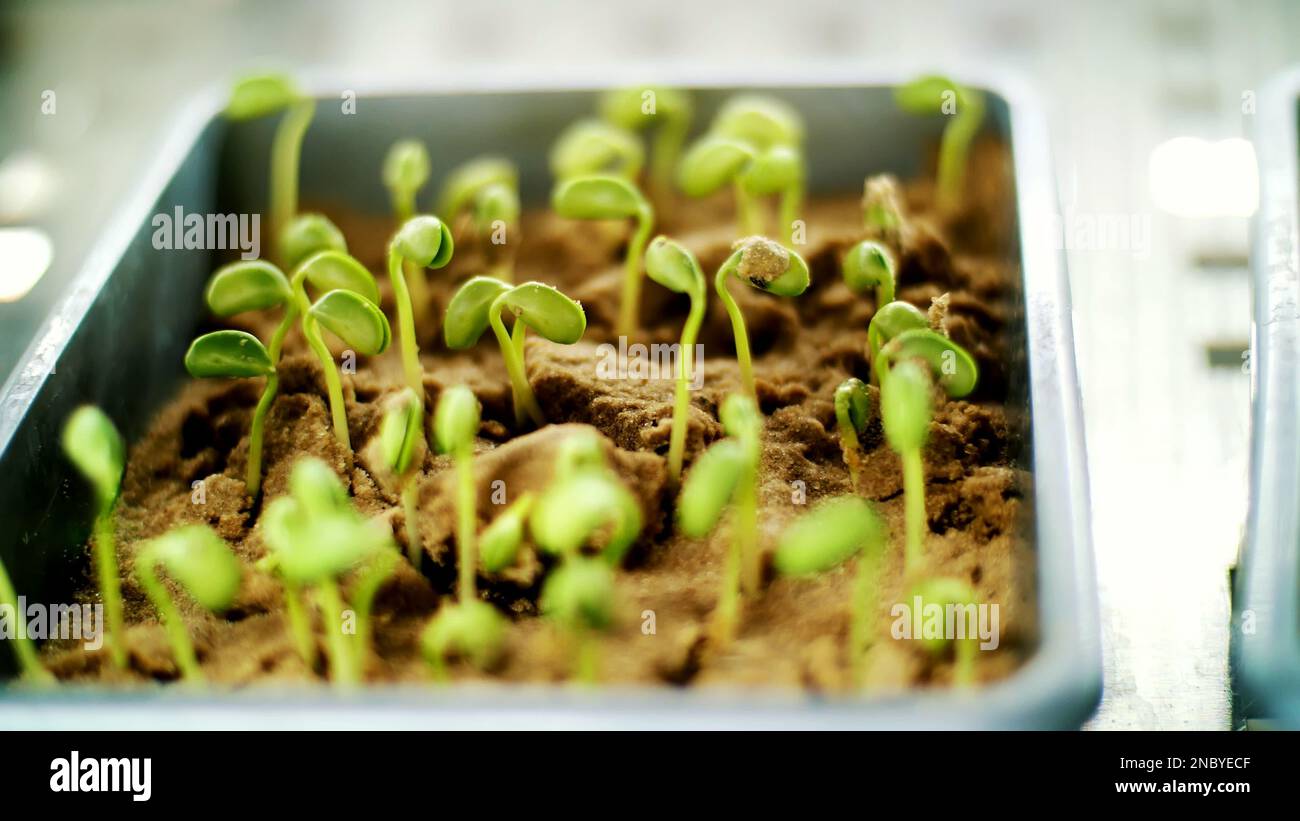 Close-up, young green sprouts in soil, ground. growing sprouts, germinating seeds of various grains, breeding crops, in small boxes, in a special chamber, in the laboratory. High quality photo Stock Photo