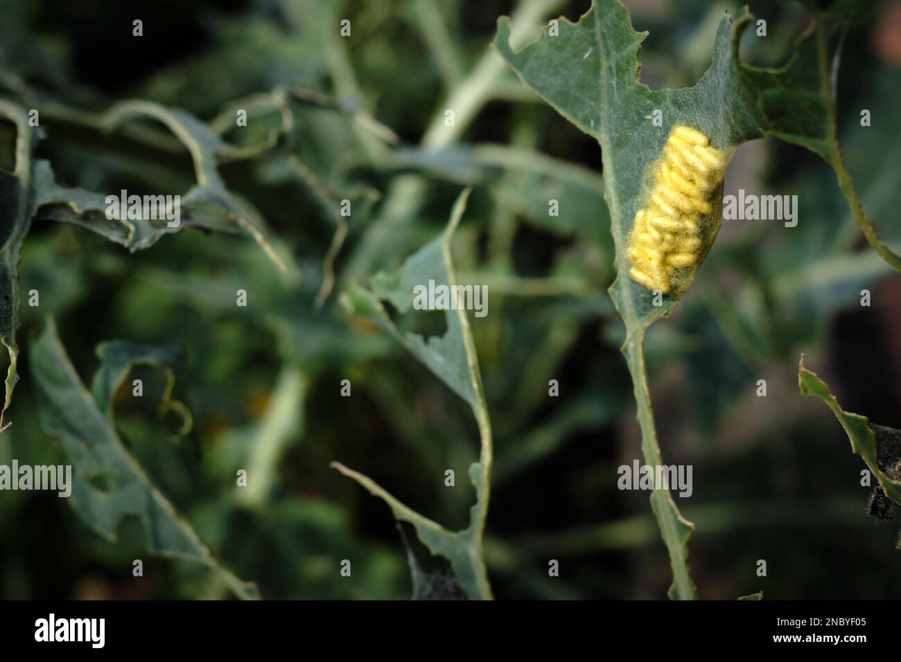 Large cabbage white butterfly eggs in a silk cocoon on the underside of