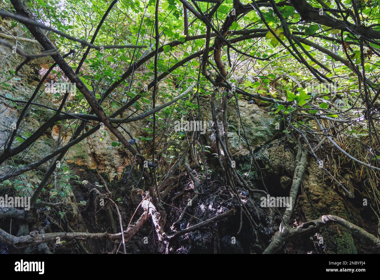 Natural grotto of the Baths of Aphrodite Botanical Garden in Akamas