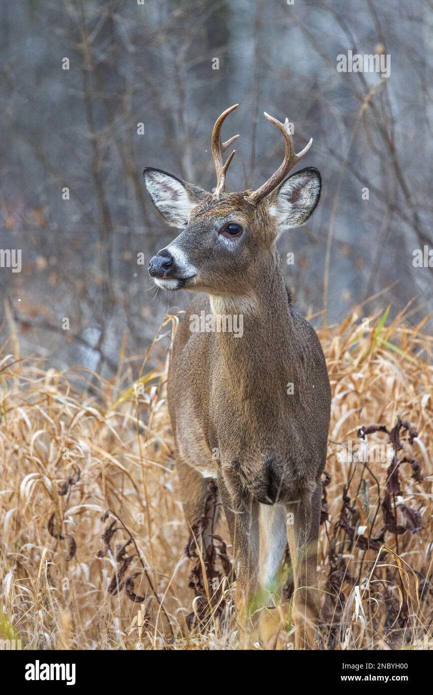 Wi Whitetail Rut Young white-tailed buck during the rut in northern Wisconsin Stock ...