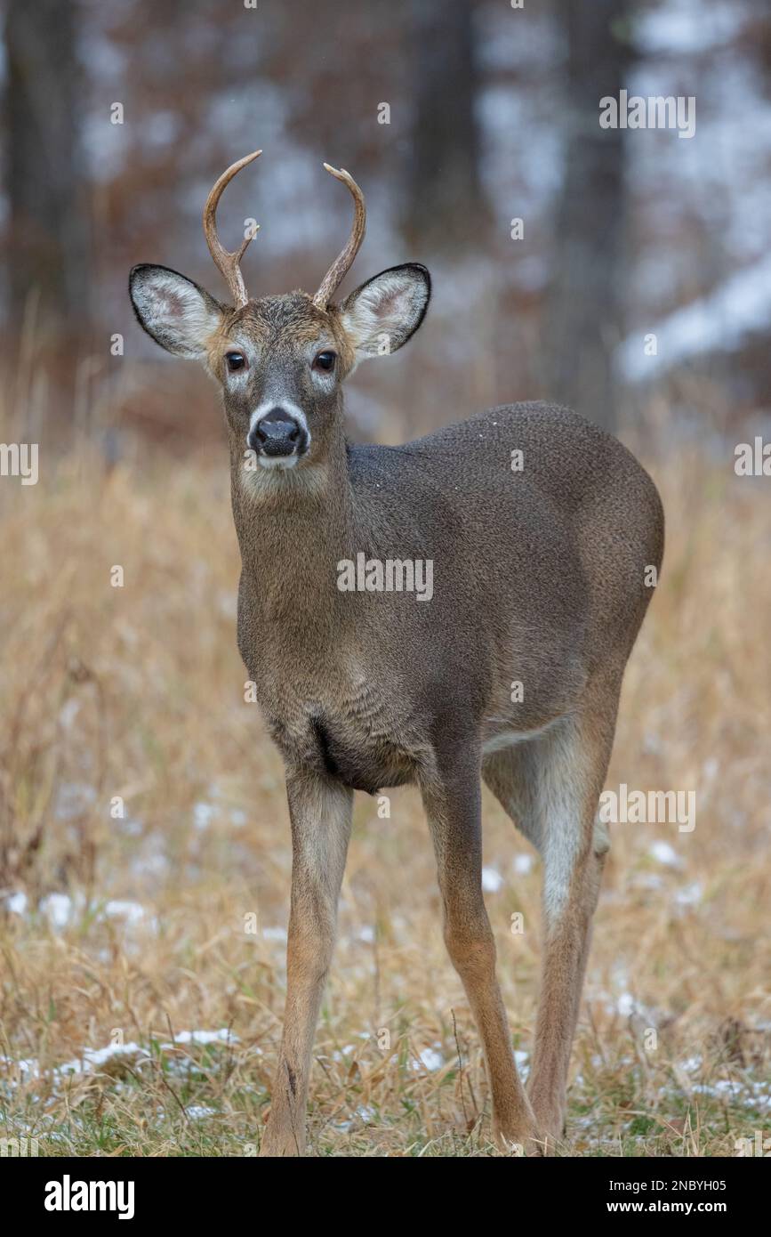 Wi Whitetail Rut Young white-tailed buck during the rut in northern Wisconsin Stock ...