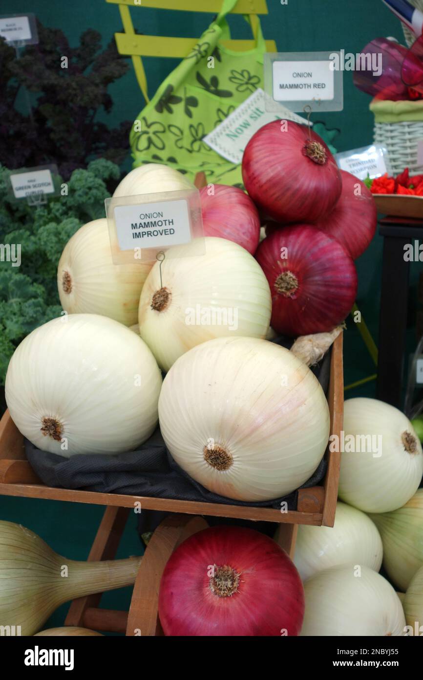 Large, Mammoth Red and Mammoth Improved White Onions on Display at Southport Flower Show, Merseyside, Lancashire, England, UK. Stock Photo