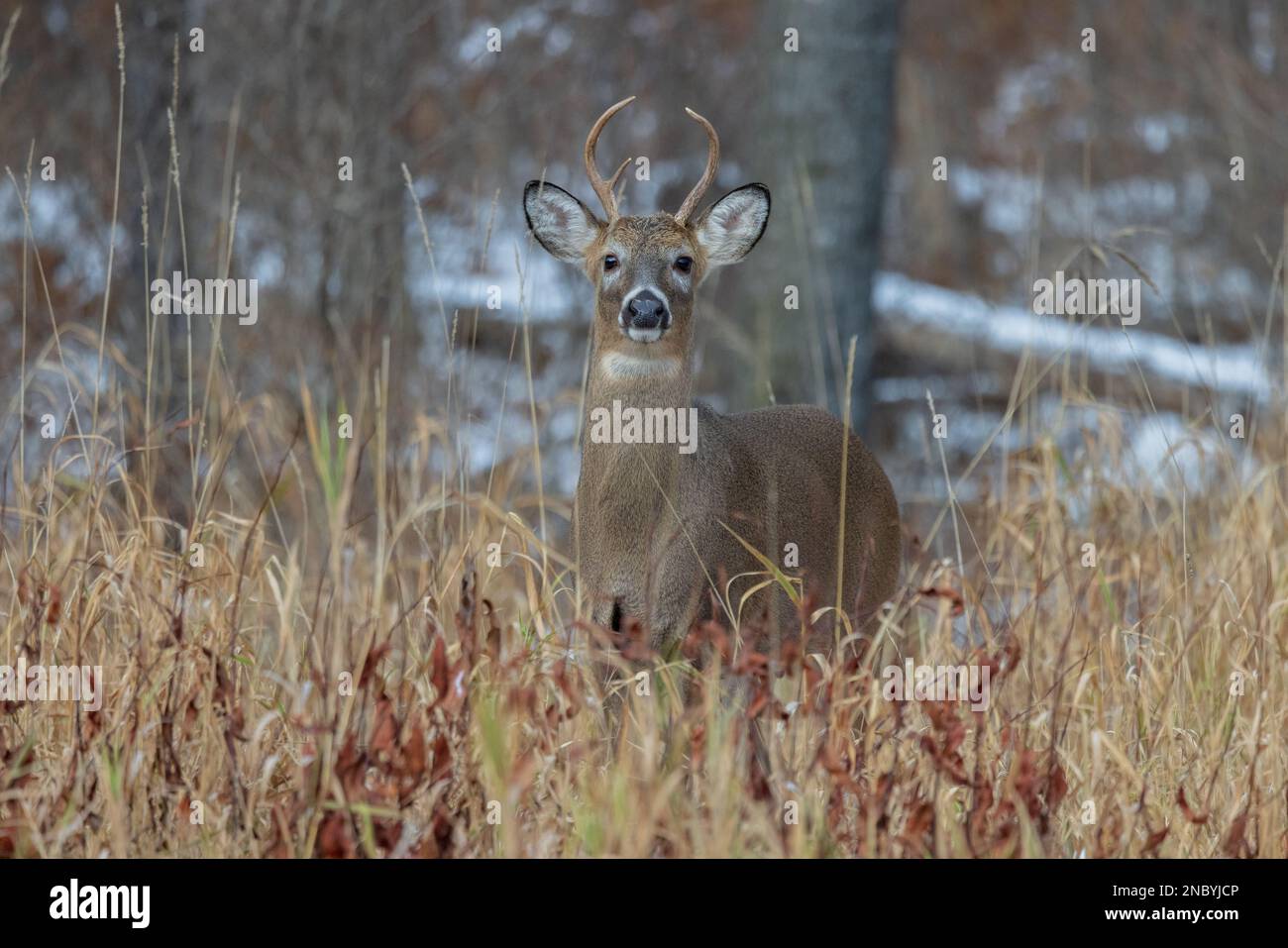 Wi Whitetail Rut Young white-tailed buck during the rut in northern Wisconsin Stock ...