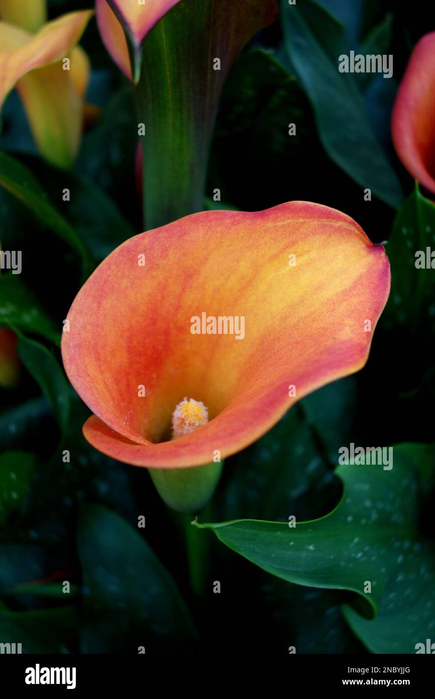 Orange Arum Lily Zantedeschia 'Morning Sun' on Display at Southport
