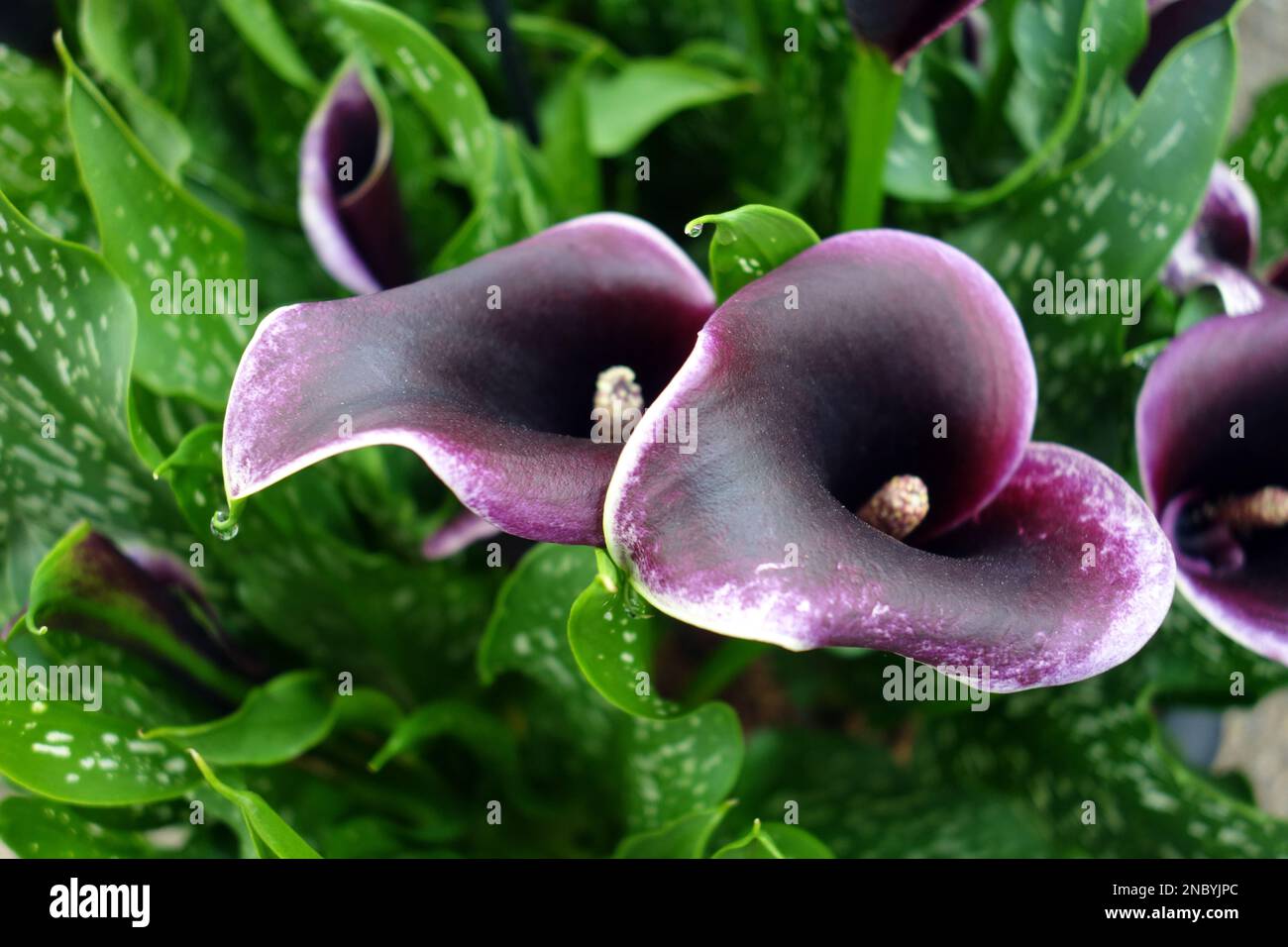 Purple Arum Lily Zantedeschia 'Dubai Nights' on Display at Southport ...