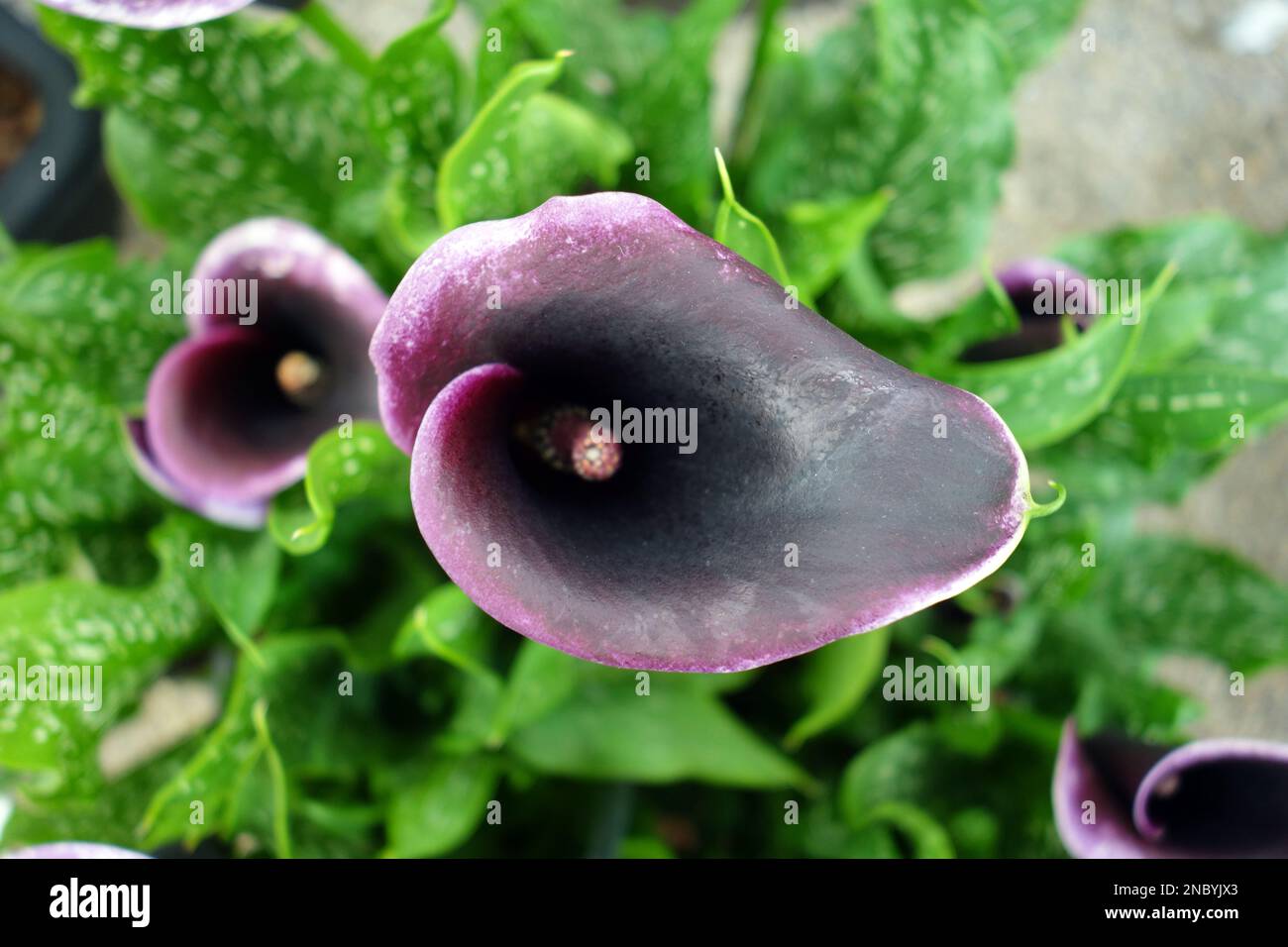 Purple Arum Lily Zantedeschia 'Dubai Nights' on Display at Southport