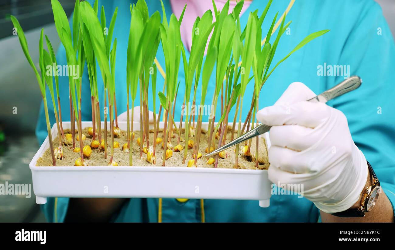 close up, gloved hands of lab worker reviews growing young green ...