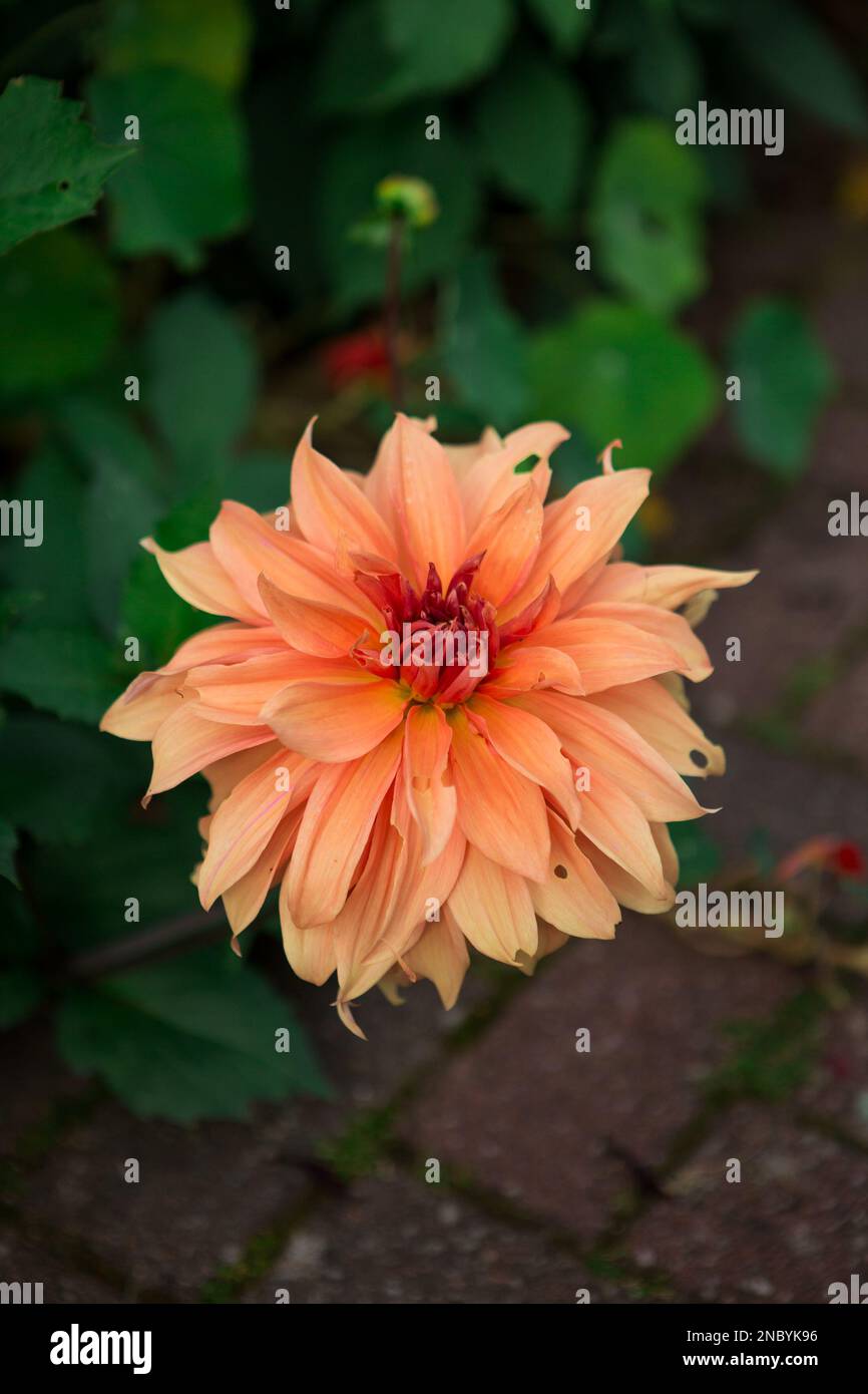 Dahlias for garden borders hi-res stock photography and images - Alamy