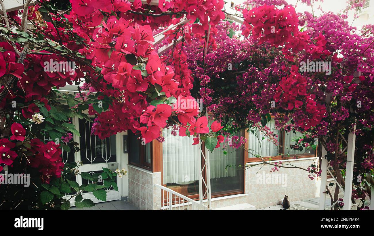 Izmir house with bougainvillea flowers in garden, Bostanli, Turkey Stock Photo