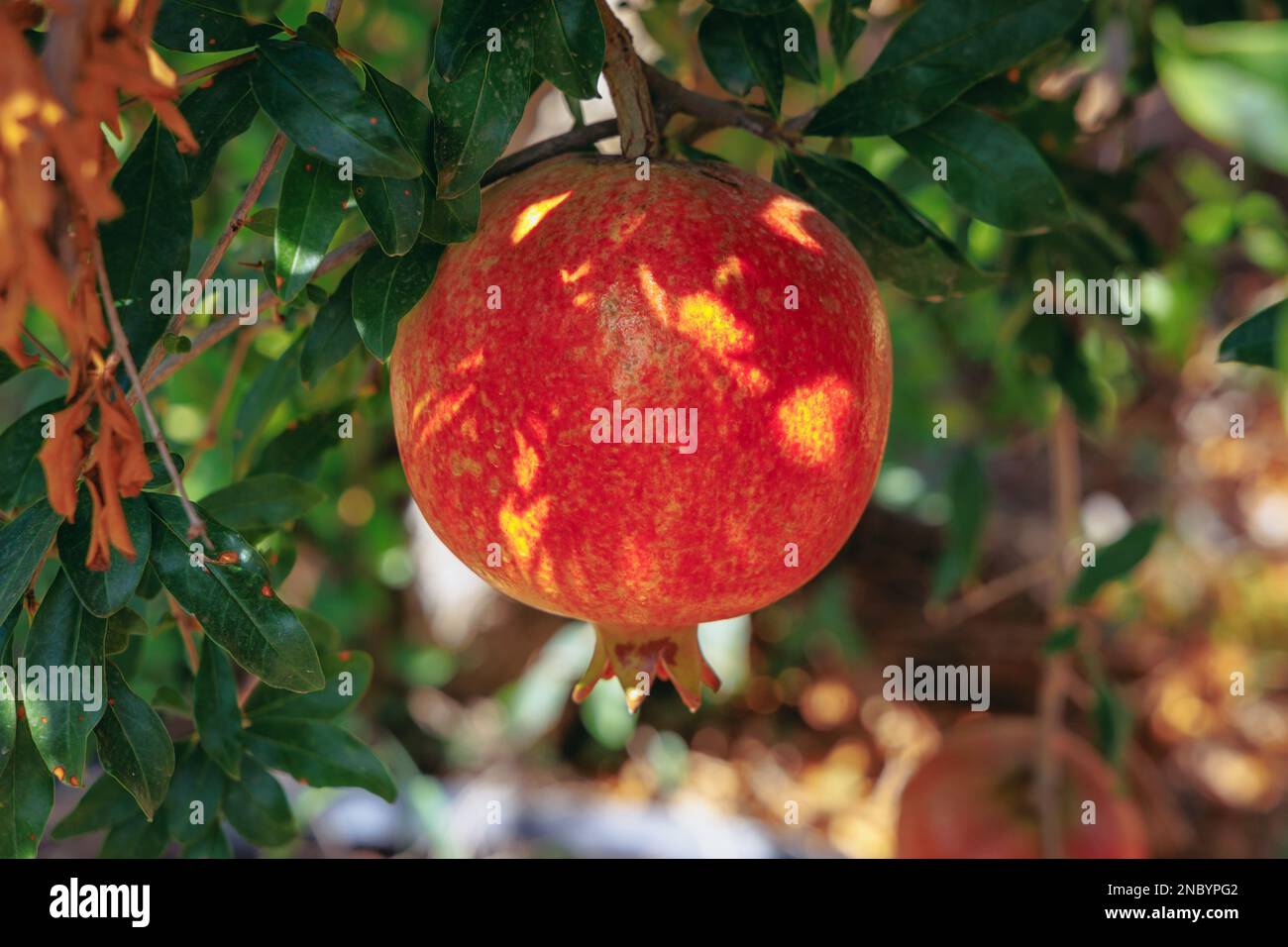 Limassol cyprus red fruit hires stock photography and images Alamy