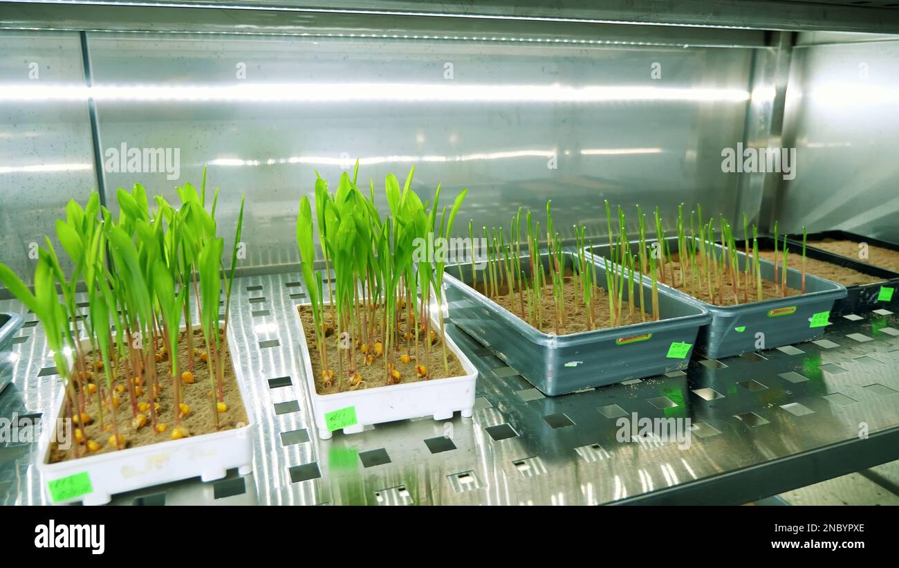 growing of young green sprouts in soil, in small boxes, on shelves of a special chamber, in modern smart laboratory. growing germinating seeds of various grains, breeding crops,. High quality photo Stock Photo
