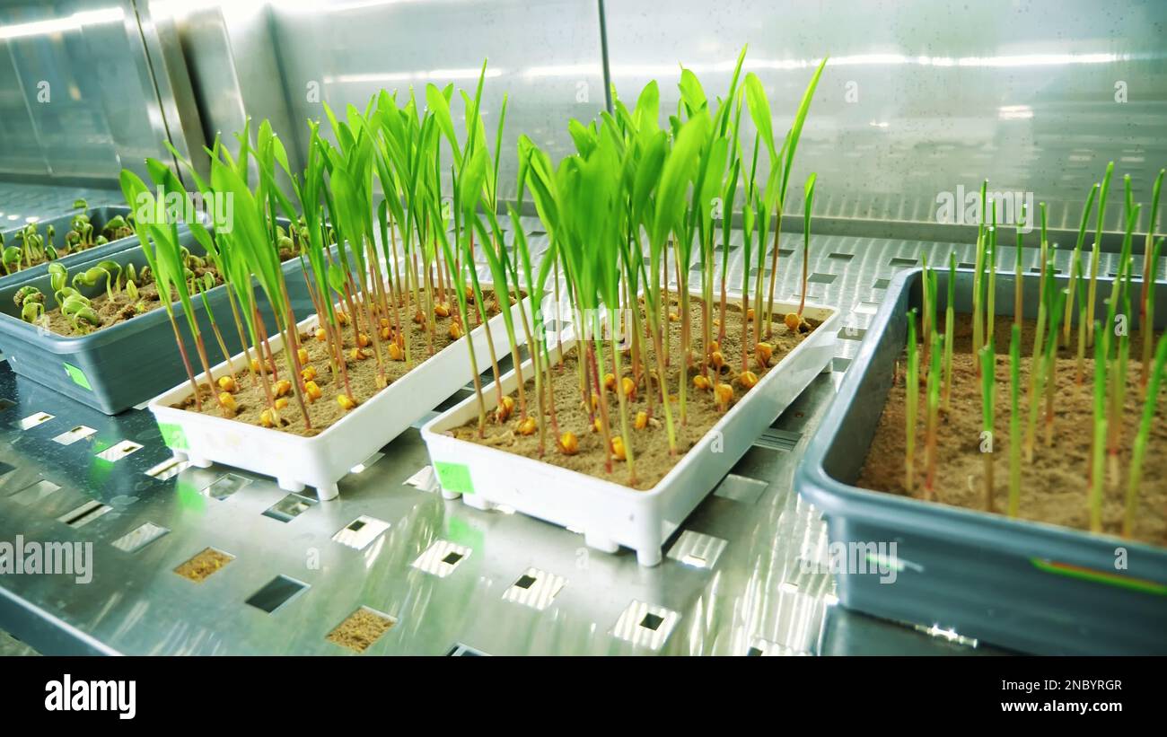 growing of young green sprouts in soil, in small boxes, on shelves of a special chamber, in modern smart laboratory. growing germinating seeds of various grains, breeding crops,. High quality photo Stock Photo