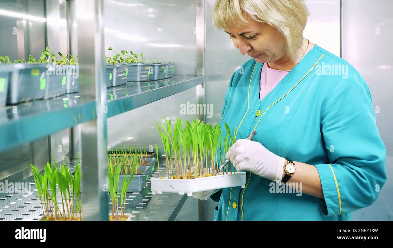 lab worker reviews growing young green sprouts in soil, in small boxes ...