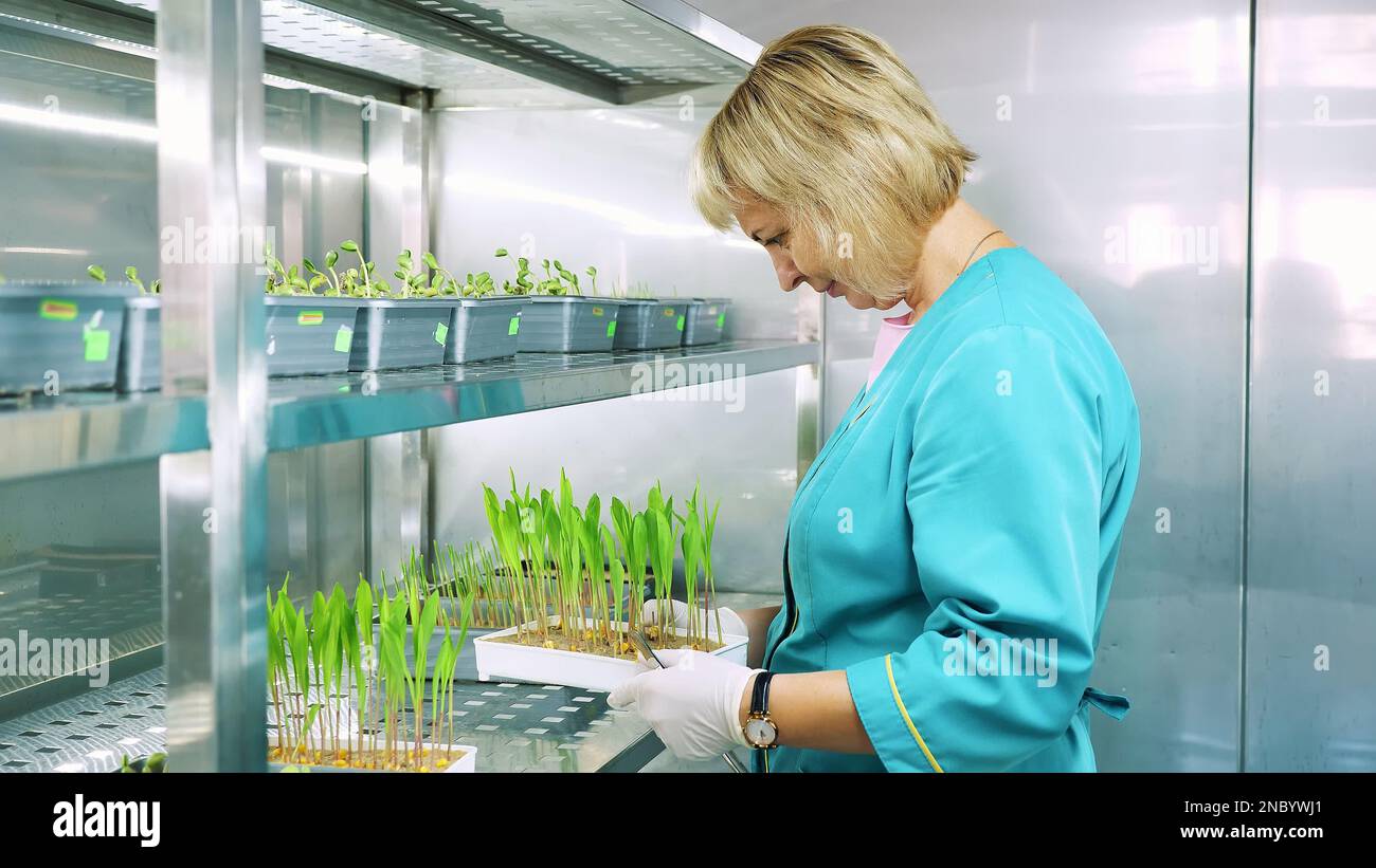 lab worker reviews growing young green sprouts in soil, in small boxes ...